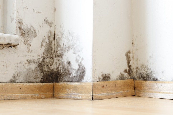 Tips for Preventing Mildew and Mold Growth on Painted Walls