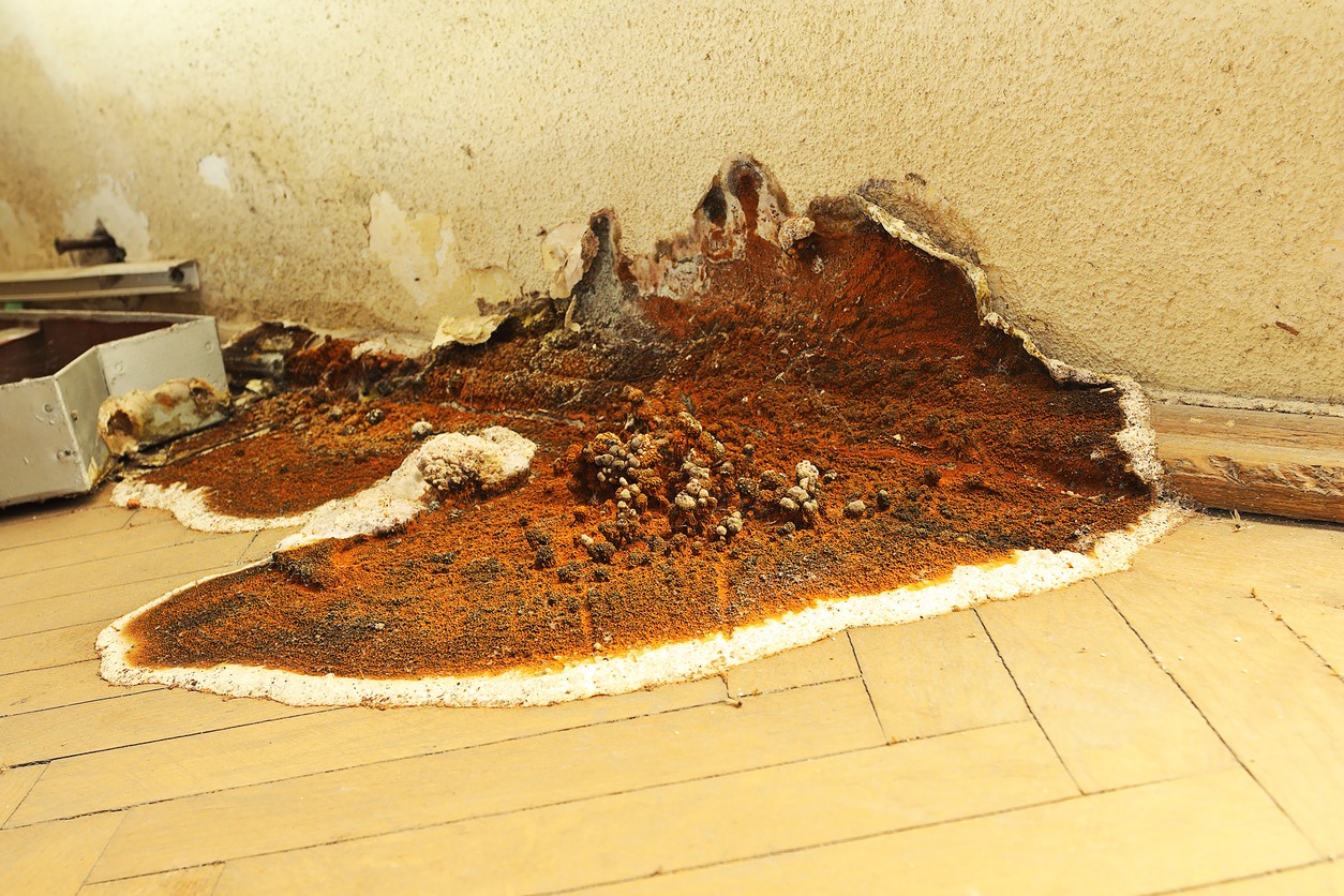 dry rot fruiting body on parquet floor