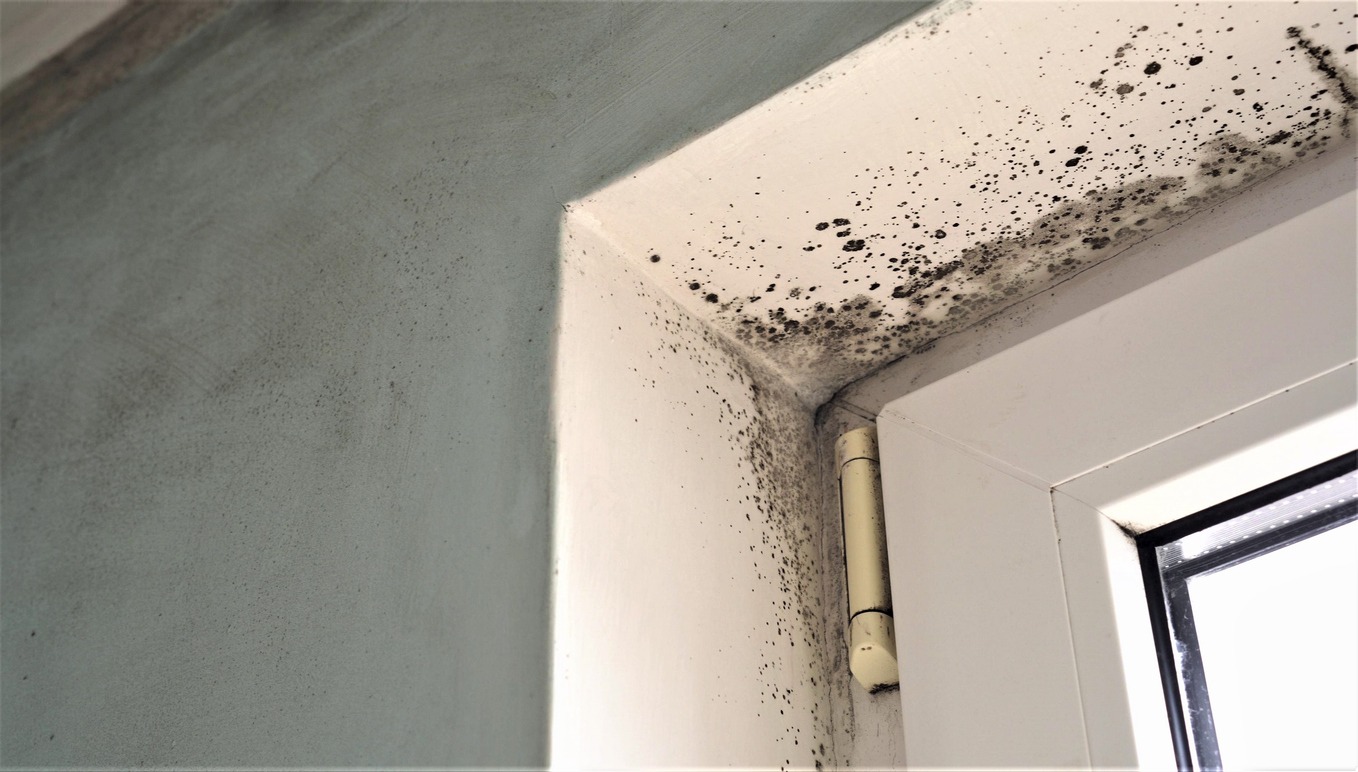 Toxic black mold growth. Damp water-damaged building